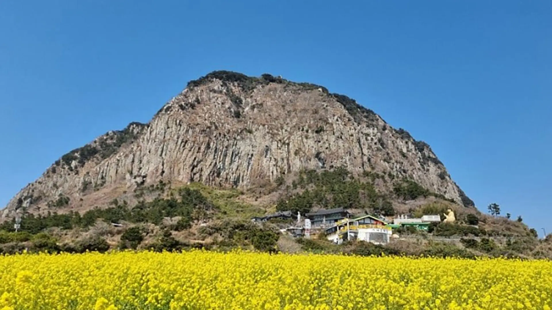 Sanbangsan rising behind a field of yellow canola flowers, from the shore excursion listing